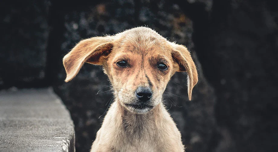 stop_animal_cruelty – Copy