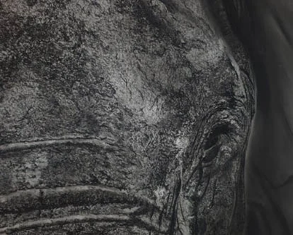 10 Elephant
